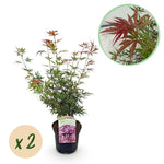 Load image into Gallery viewer, Set van 2 Japanse Esdoorn - Acer palmatum Jerre Swarts - Donker Rood
