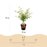 Load image into Gallery viewer, Set van 2 Japanse Esdoorn - Acer palmatum Orange Dream - Oranje
