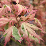 Load image into Gallery viewer, Set van 2 Japanse Esdoorn - Acer palmatum Iyoshi - Roze
