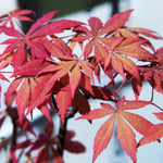 Load image into Gallery viewer, Set van 2 Japanse Esdoorn - Acer palmatum Sumi-nagashi - Rood
