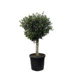Load image into Gallery viewer, Olea Europaea Lorc - 180cm- Ø50
