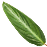 Load image into Gallery viewer, Calathea Stripestar - 40 cm - Ø12cm
