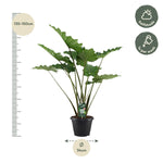 Load image into Gallery viewer, Alocasia Portodora - 140 cm - Ø34cm
