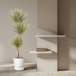 Load image into Gallery viewer, Dracaena Bicolor - 150 cm - ø24
