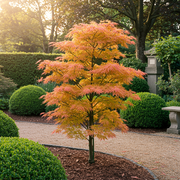 Set van 2 Japanse Esdoorn - Acer palmatum Katsura - Oranje
