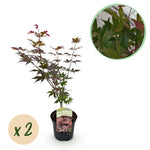 Load image into Gallery viewer, Set van 2 Japanse Esdoorn - Acer palmatum Atropurpureum - Paars
