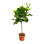 Load image into Gallery viewer, Ficus Lyrata boom XXL - Ø40cm - ↕200cm

