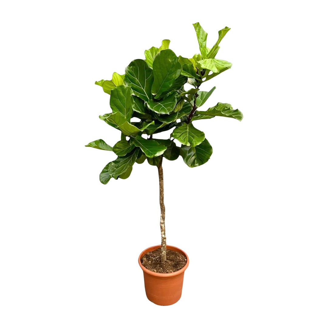 Ficus Lyrata boom XXL - Ø40cm - ↕200cm