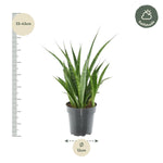 Load image into Gallery viewer, 3x Sansevieria Kirkii - 38 cm - ø12

