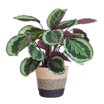 Load image into Gallery viewer, Calathea Medaillon met Lissabon mand zwart - 65cm - Ø19
