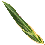 Load image into Gallery viewer, Calathea Triostar (Stromanthe) - 70 cm - Ø19cm
