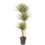 Load image into Gallery viewer, Dracaena Bicolor - 150 cm - ø24
