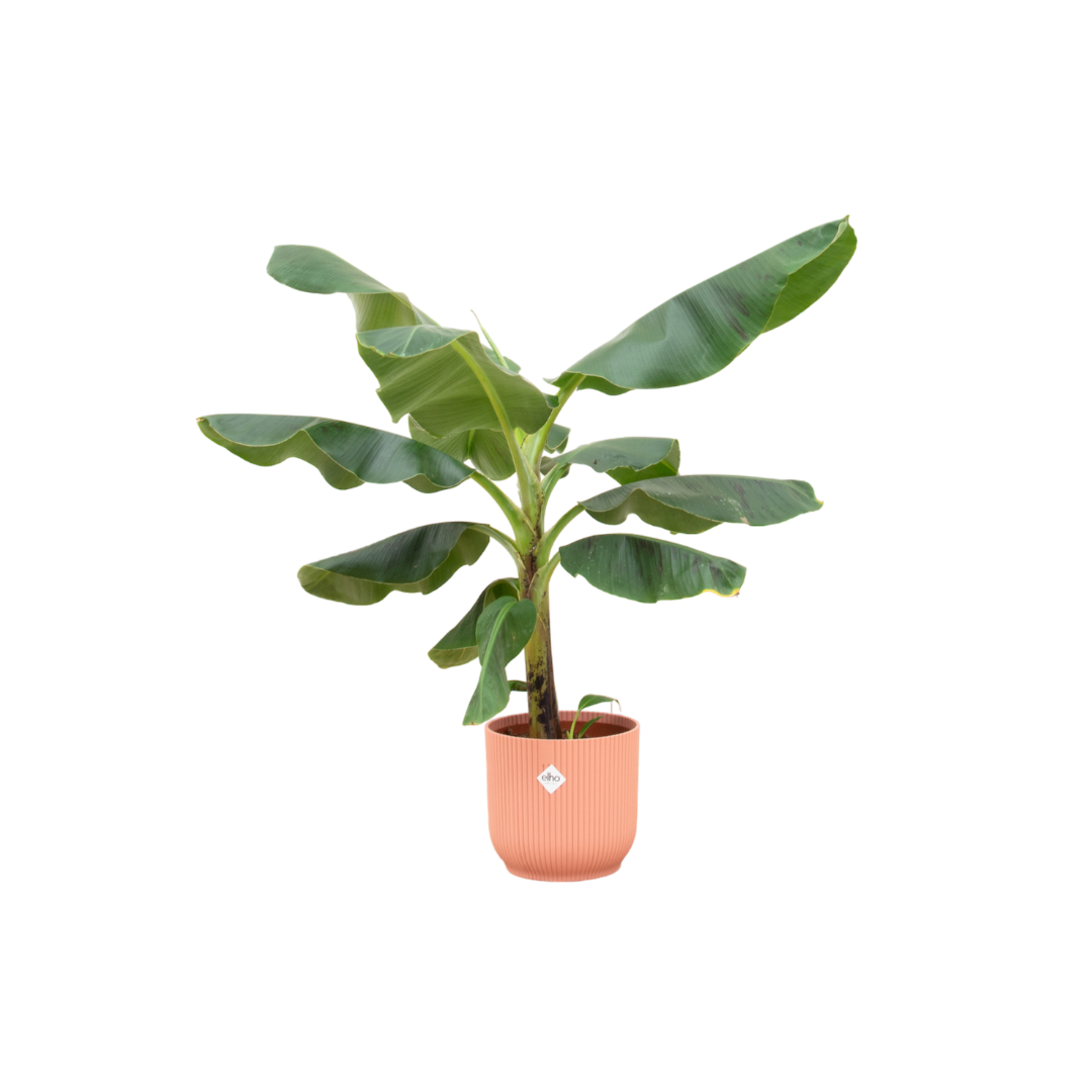 Bananenplant (Musa) inclusief elho Vibes Fold Round roze Ø22 - 100 cm