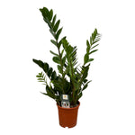 Load image into Gallery viewer, Sansevieria &#39;Laurentii&#39; + Zamioculcas – kamerplanten DUODEAL
