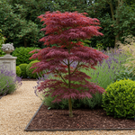 Load image into Gallery viewer, Set van 2 Japanse Esdoorn - Acer palmatum Trompenburg -Donker Paars
