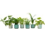 Load image into Gallery viewer, Verrassingsbox - 6 planten inclusief elho Ocean Round pacifisch groen Ø14
