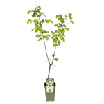 Load image into Gallery viewer, Pyrus Communis Doyenne Du Comice - Peer - Ø19cm - ↕60cm
