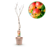 Load image into Gallery viewer, Malus Domestica Jonagold - Appelboom - Ø21cm - ↕90cm
