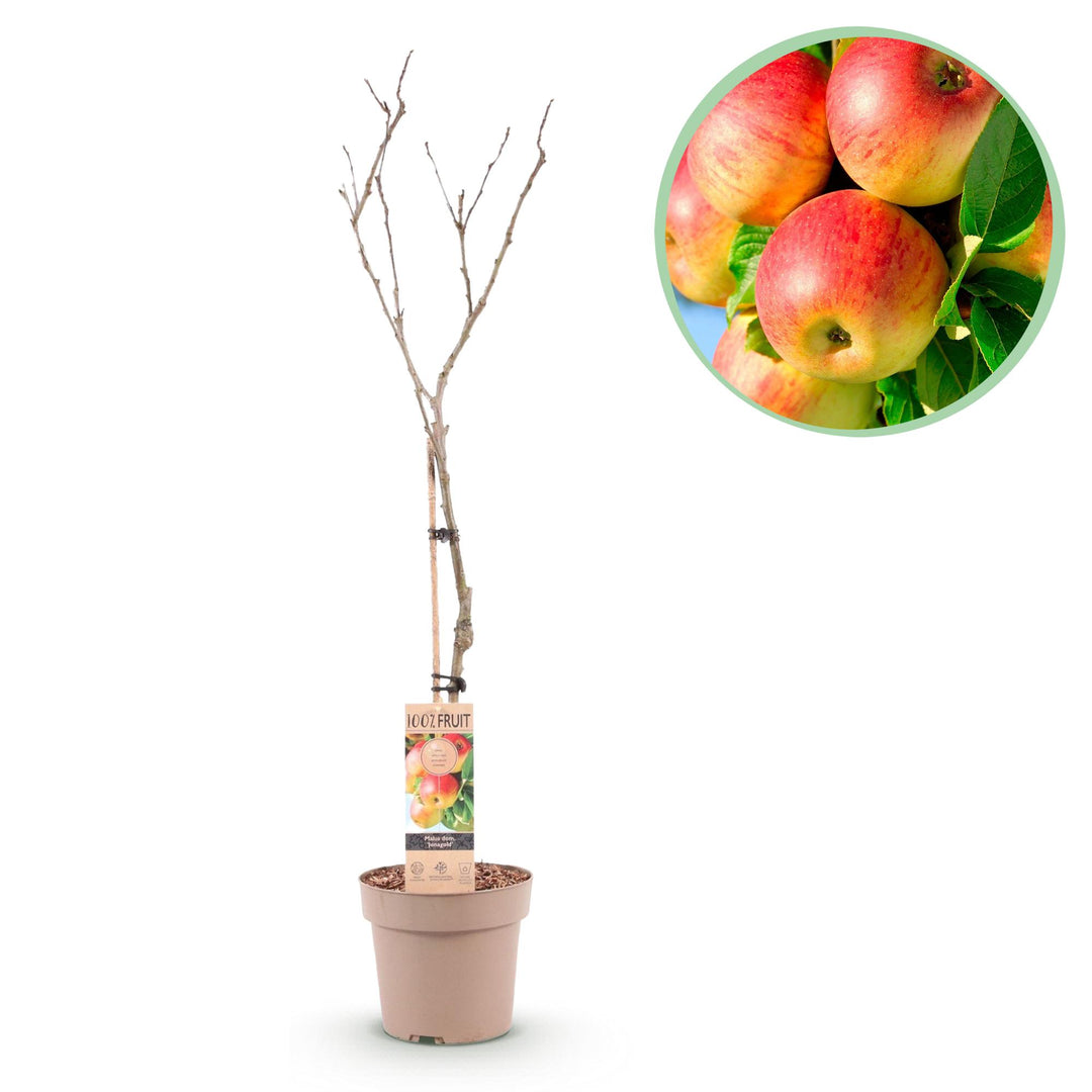 Malus Domestica Jonagold - Appelboom - Ø21cm - ↕90cm
