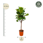 Load image into Gallery viewer, Ficus Lyrata boom - Ø30cm - ↕180cm
