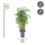 Load image into Gallery viewer, Polyscias Hawaiiana Ming - 90 cm - Ø24cm

