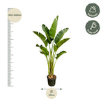 Load image into Gallery viewer, Strelitzia Augusta - 250cm - ⌀45
