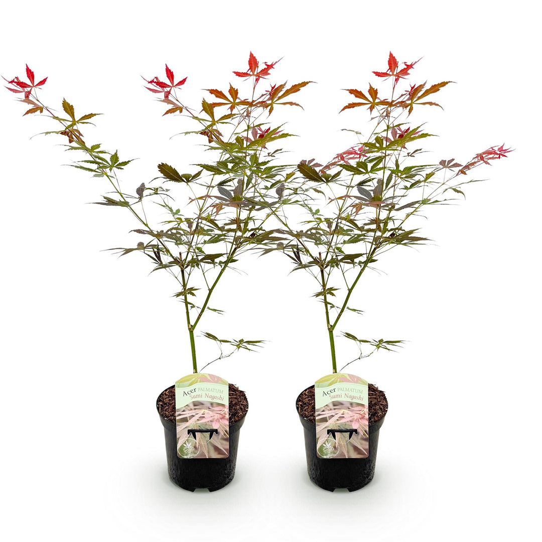 Set van 2 Japanse Esdoorn - Acer palmatum Sumi-nagashi - Rood