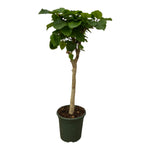 Load image into Gallery viewer, Ficus Umbellata stam - 140 cm - Ø30cm
