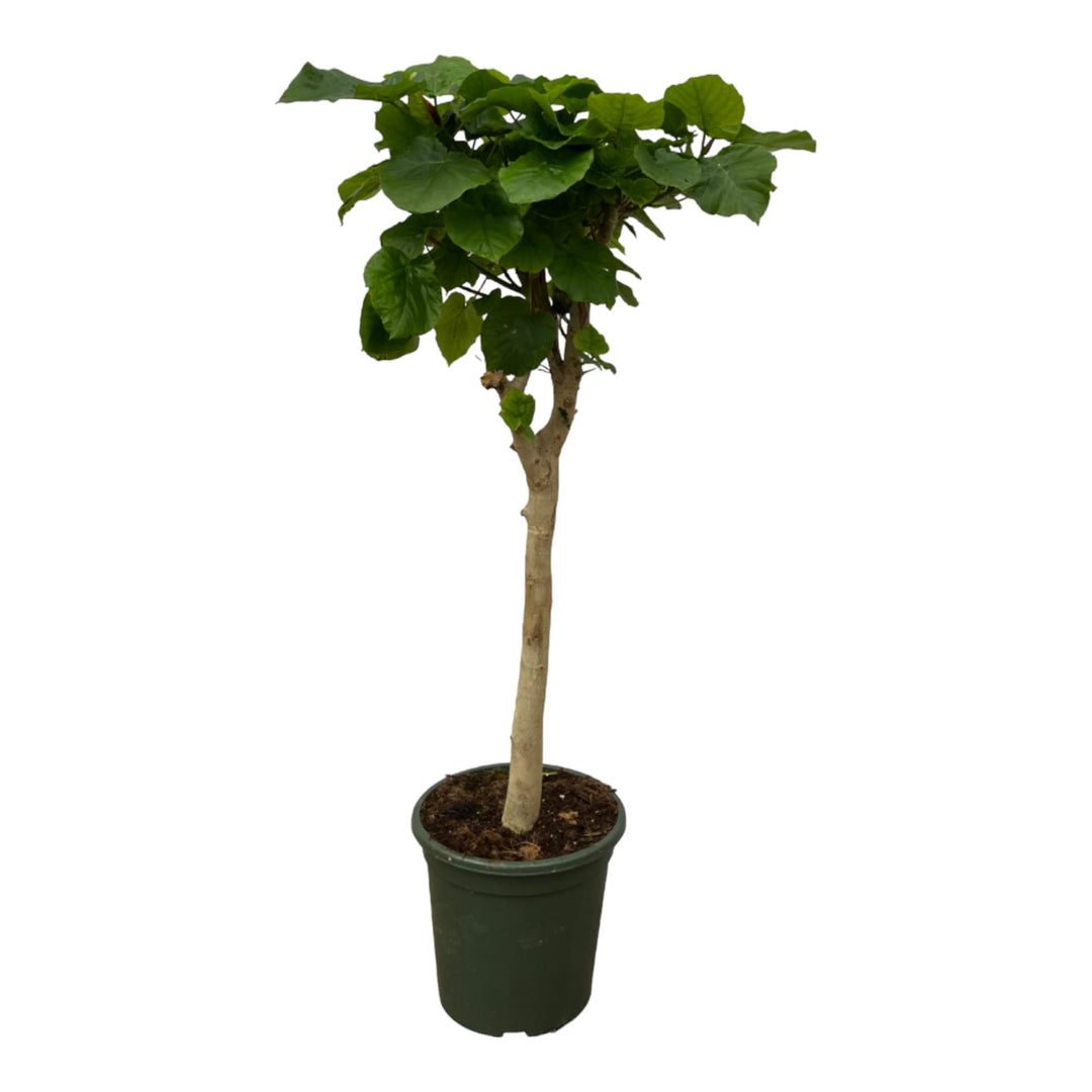 Ficus Umbellata stam - 140 cm - Ø30cm