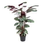 Load image into Gallery viewer, Calathea Oppenheimiana - 130 cm - ø27

