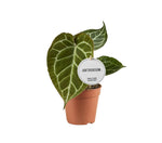 Load image into Gallery viewer, Anthurium Crystallinum - Ø12cm - ↕20cm

