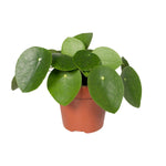 Load image into Gallery viewer, Pilea Peperomiodes - Pannekoekenplant - Ø12cm - ↕20cm
