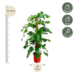 Load image into Gallery viewer, Monstera Pertusum - 130 cm - ø24
