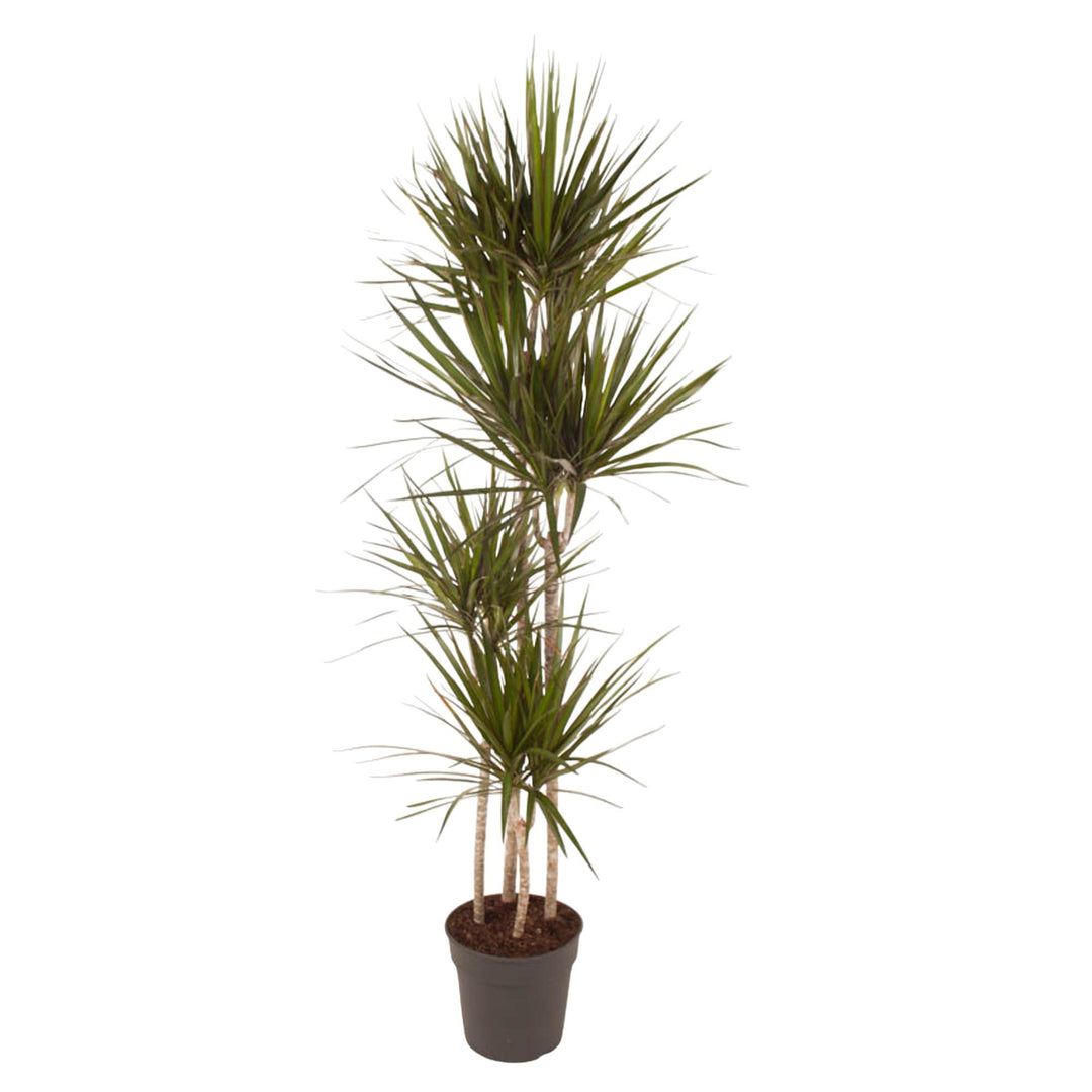 Dracaena Marginata - Ø24cm - ↕160cm