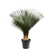 Yucca Rostrata - 130 - 150 cm - Ø50