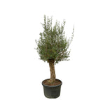 Load image into Gallery viewer, Olea Europaea Bonsai - 250cm- Ø65
