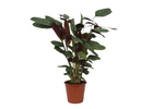 Load image into Gallery viewer, Calathea Compactstar - 90 cm - Ø21cm
