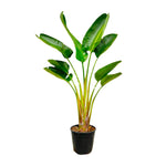 Load image into Gallery viewer, Strelitzia Augusta - 160 cm - Ø24
