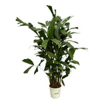 Load image into Gallery viewer, Caryota Mitis - 110 cm - Ø19cm
