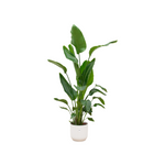 Load image into Gallery viewer, Strelitzia Nicolai inclusief elho Vibes Fold Round wit - 160cm - Ø30
