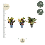 Load image into Gallery viewer, Set van 3 Croton Codiaeum mix - 30 cm - ø12
