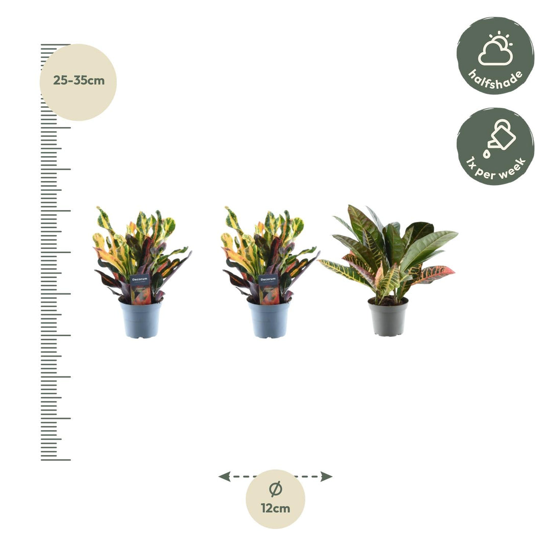 Set van 3 Croton Codiaeum mix - 30 cm - ø12