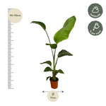 Load image into Gallery viewer, 2x Strelitzia Nicolai - 100 cm - Ø17
