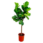 Load image into Gallery viewer, Ficus Lyrata boom - Ø30cm - ↕150cm
