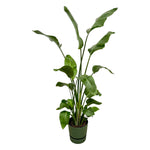 Load image into Gallery viewer, Strelitzia Nicolai inclusief elho Greenville Round groen - 180 cm - Ø30
