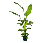 Load image into Gallery viewer, Strelitzia Nicolai inclusief elho Vibes Fold Round blauw - 130 cm - Ø18
