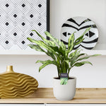 Load image into Gallery viewer, Aglaonema Juliette - 40 cm - ø12
