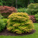 Load image into Gallery viewer, Set van 2 Japanse Esdoorn - Acer palmatum Methamorphosa - Groen
