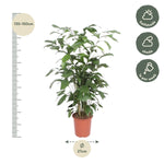 Load image into Gallery viewer, Caryota Mitis - 140 cm - ø27
