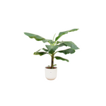 Load image into Gallery viewer, Bananenplant (Musa) inclusief elho Jazz Round lila Ø23 - 100 cm
